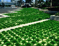 �߳��dֲ�ݵ�ƺ